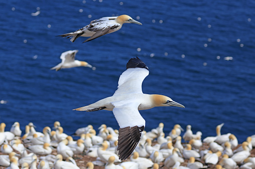 Northern Gannet portrait in flight, Bonaventure Island, Quebec, Canada