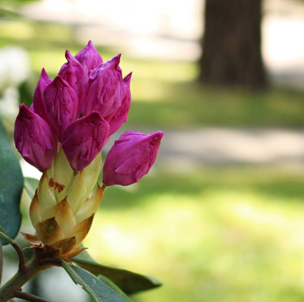 istock Young beautiful flowers growing on a rhododendron bush on a sunny spring day 1570326810