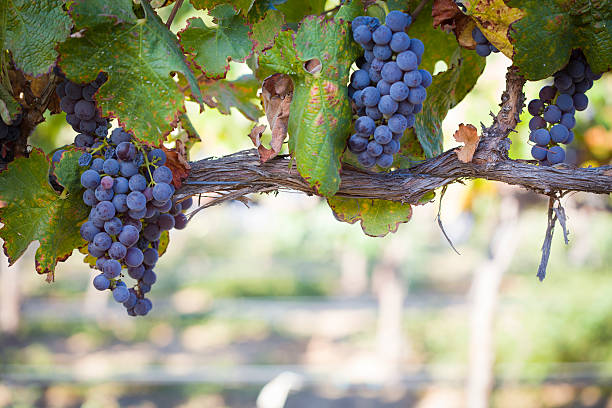 exuberantes, maduras uvas en la vid de vinos - vine vineyard wine california fotografías e imágenes de stock