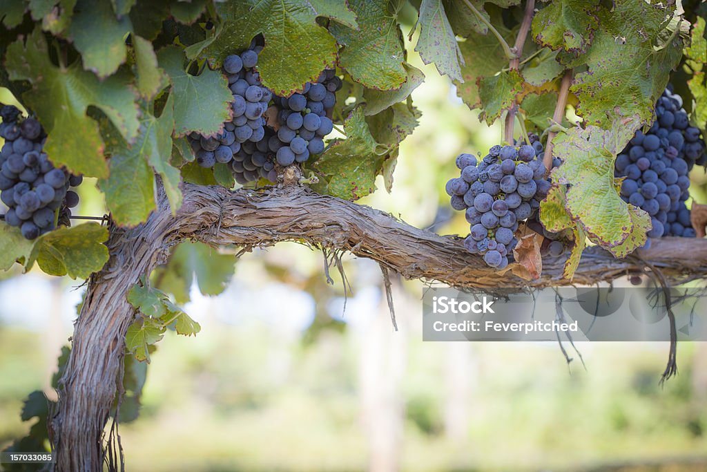 Lush, Ripe Wine Grapes on the Vine Vineyard with Lush, Ripe Wine Grapes on the Vine Ready for Harvest. Vineyard Stock Photo