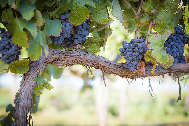 Lush, Ripe Wine Grapes on the Vine Vineyard with Lush, Ripe Wine Grapes on the Vine Ready for Harvest. merlot grape photos stock pictures, royalty-free photos & images