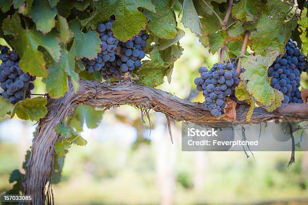 Lush Ripe Wine Grapes On The Vine Stock Photo - Download Image Now - Vineyard, Vine - Plant, Grape