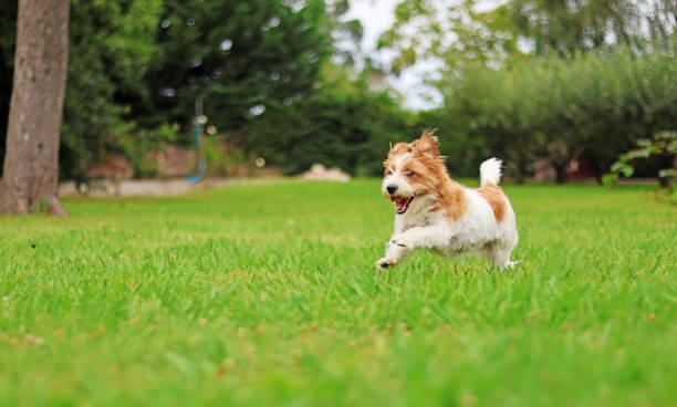 istock A puppy or pet playing in a garden 1570330989