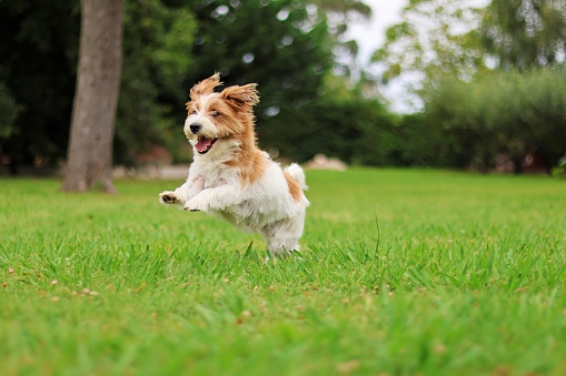 A puppy or pet playing in a garden