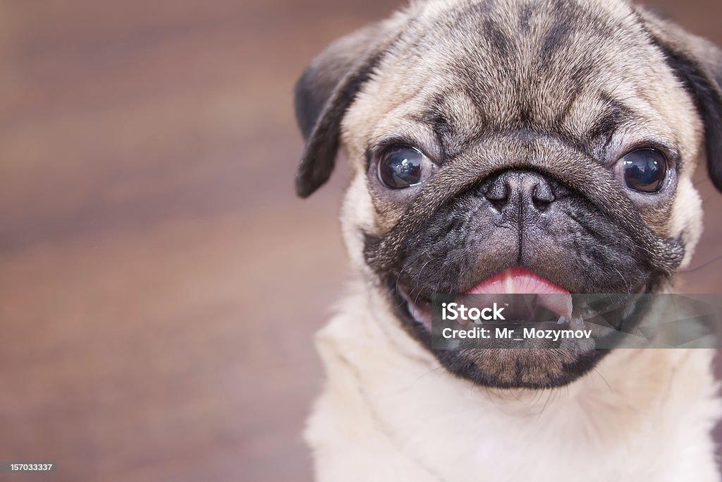 Happy puppy The pug puppy closeup. Animal Stock Photo