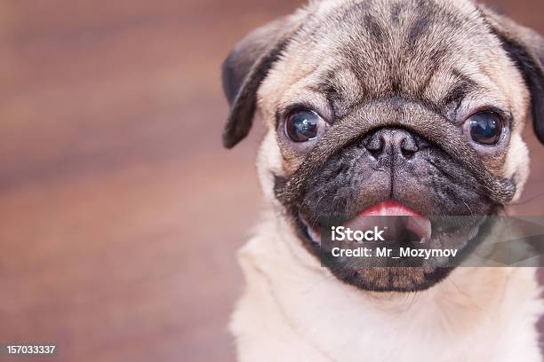 Happy Puppy Stock Photo - Download Image Now - Animal, Animal Hair, Brown