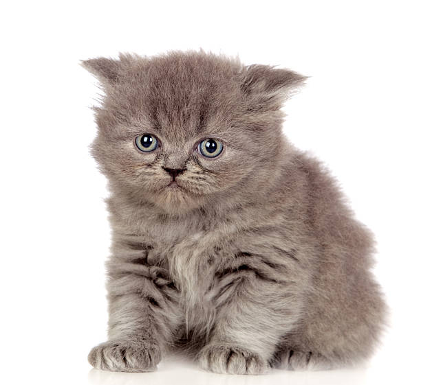 istock Beautiful angora kitten with gray and soft hair 157033667
