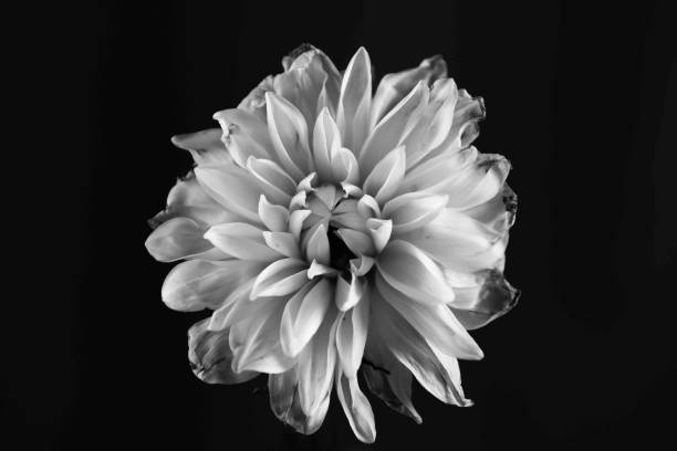 istock Grayscale closeup featuring a delicate white Georgina flower in full bloom 1570346354