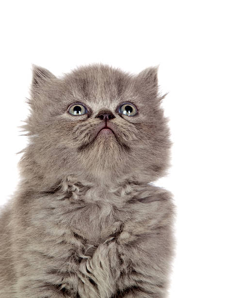 istock Beautiful angora kitten with gray hair looking up 157034841