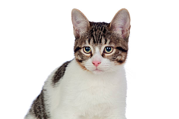 istock Beautiful gray and white cat 157034922