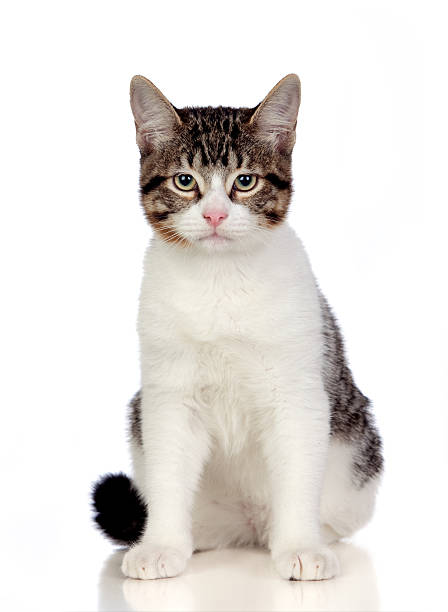 istock Beautiful gray and white cat 157035129