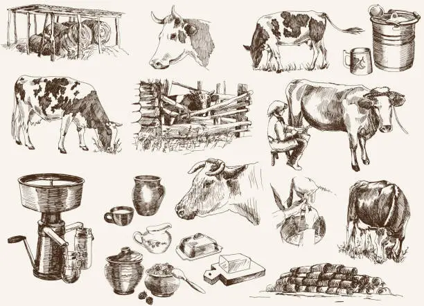 Vector illustration of cow and milk products