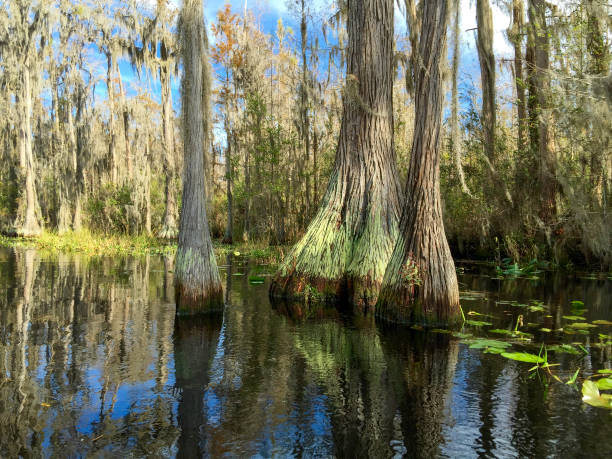 Old growth bald cypress trees at Okefenokee swamp.