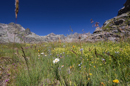 View of a beautiful mountain landscape with small flowers taken from below.