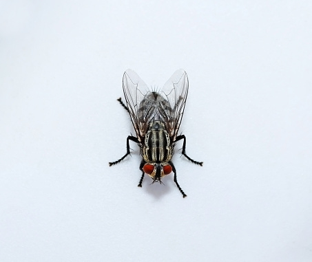 A housefly on a white background