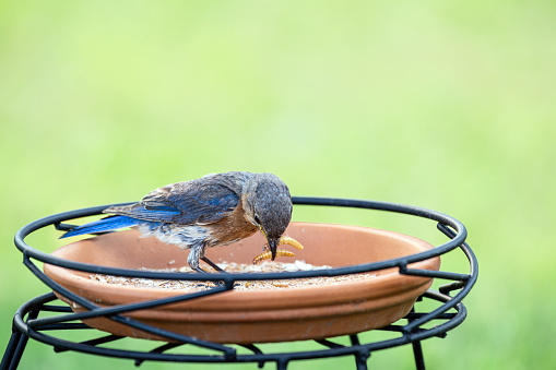 Eastern Bluebird gathering healthy mealworms to feed to babies in a nearby birdhouse.