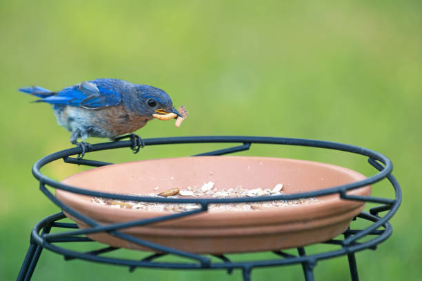 istock Eastern Bluebird Gathering Mealworms 1570370434