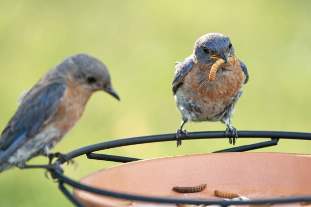 istock Eastern Bluebirds Gathering Mealworms 1570370448