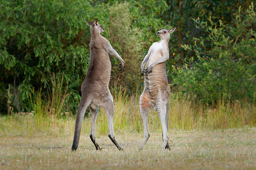 Two Kangaroos feeding one looking at the camera