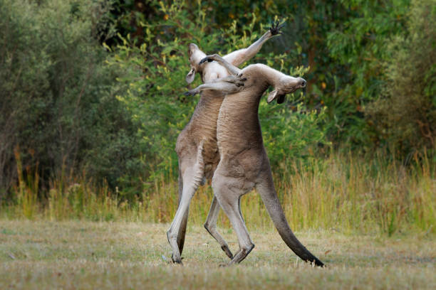 Macropus giganteus - Two Eastern Grey Kangaroos fighting with each other in Tasmania in Australia. Animal cruel duel in the green australian forest. Kickboxing ang boxing two fighters Macropus giganteus - Two Eastern Grey Kangaroos fighting with each other in Tasmania in Australia. Animal cruel duel in the green australian forest. Kickboxing ang boxing two fighters. kangaroos fighting stock pictures, royalty-free photos & images