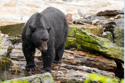 Black Bear has salmon remains on his face and legs. He is standing in the rain next to a rushing stream in Alaska.