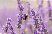 A Bee in Lavender