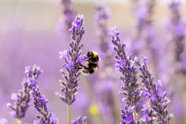 A Bee pollinates the Lavender on a beautiful summers afternoon in the UK.