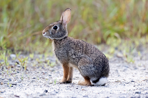 Eastern Cottontails