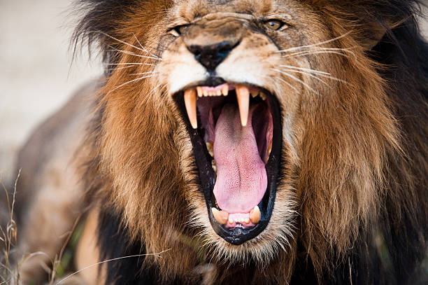roaring lion en colère - lion photos et images de collection