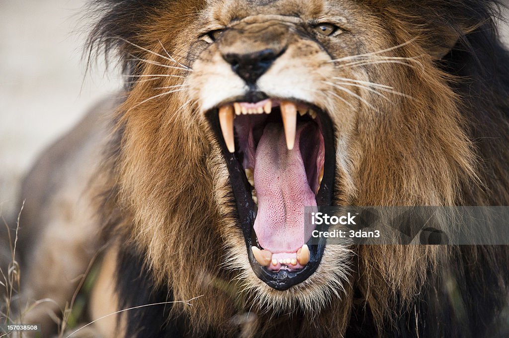 Angry roaring lion Angry roaring lion, Kruger National Park, South Africa Lion - Feline Stock Photo