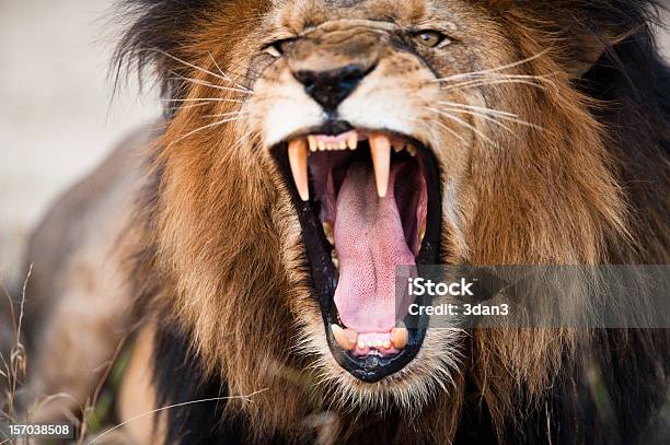 Angry Roaring Lion Stock Photo - Download Image Now - Lion - Feline, Roaring, Violence