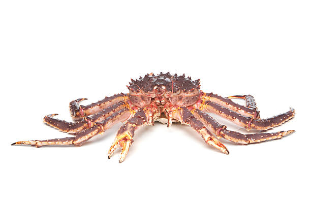 istock Raw kamchatka crab isolated on white background 157038734