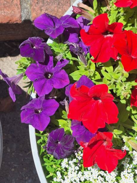 istock Red and purple flowers. 1570390849