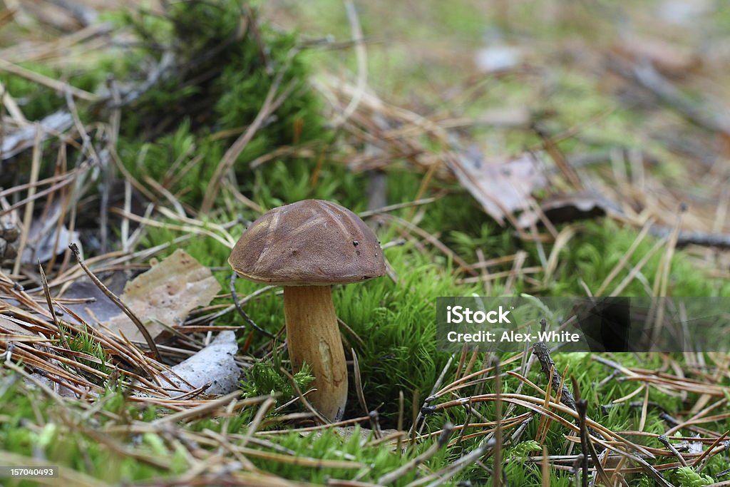 Cogumelo da floresta - Foto de stock de Boletus Piperatus royalty-free