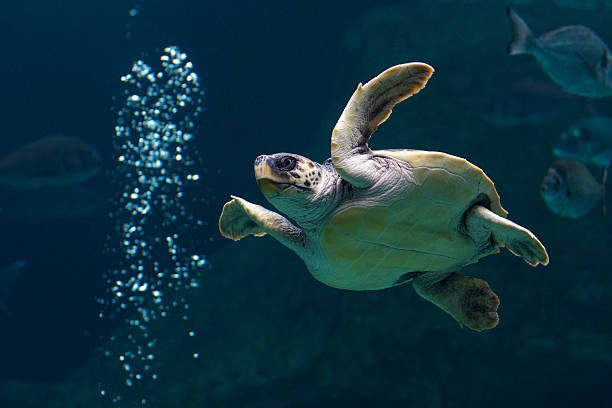 istock Sea Turtle swimming under water 157040753