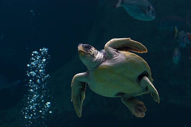 istock Turtle swimming with the fishes 157040937