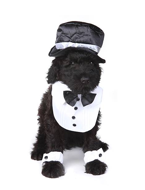 istock Funny Black Russian Terrier Puppy Butler 157040992