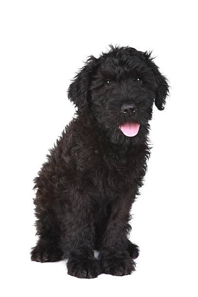 istock Happy Black Russian Terrier Puppy Dog 157041027