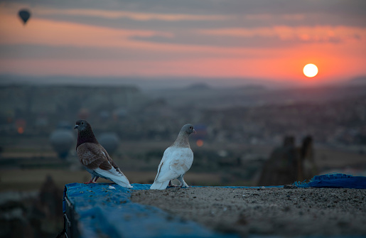 Two pigeons watching the view at sunrise in Cappadocia