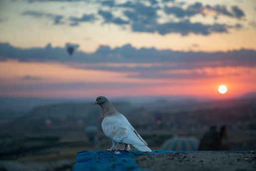 A pigeon watching the view at sunrise in Cappadocia