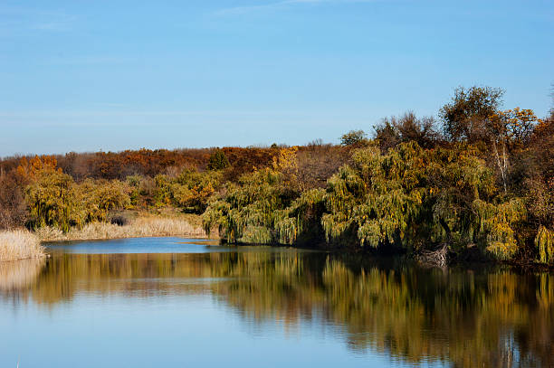 istock autumn forest near pond 157041554