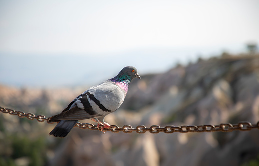 A red-eyed pigeon standing on chains and a view of Cappadocia in the back