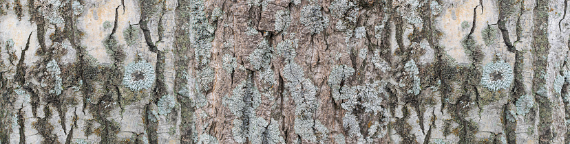 Natural Gray Old Tree Bark Texture Background, Bark with Moss and Lichens Pattern