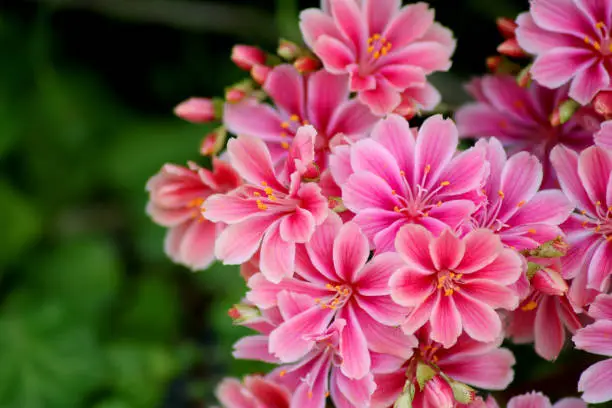 Beautiful pink Lewisia cotyledon flowers