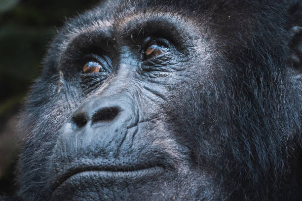 istock Mountain gorilla in Bwindi Impenetrable Forest, Uganda 1570445460