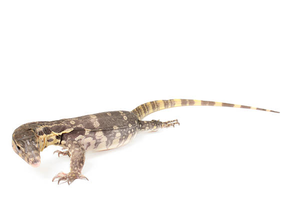 istock Indonesian Water Monitor 157045464