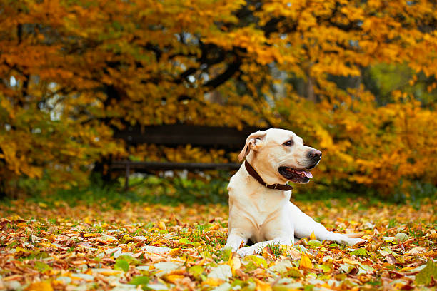 Cute young labrador retriever dog in park on autumn