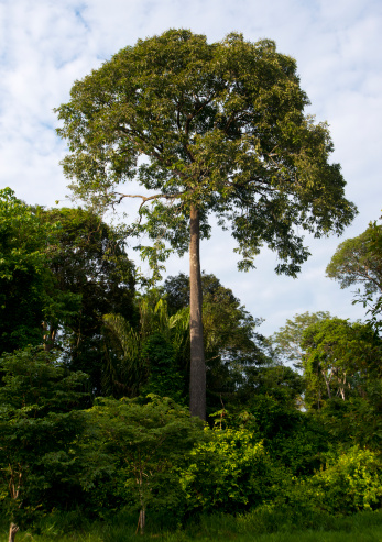 Brazil nut tree in the Amazon Rainforest.