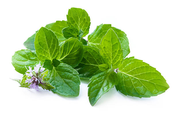 Leaf of mint with flower stock photo