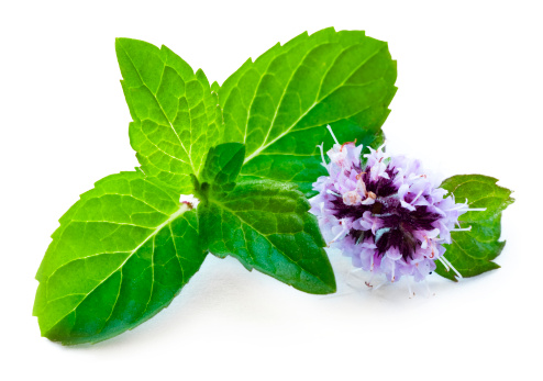 Leaf of mint with flower on white background